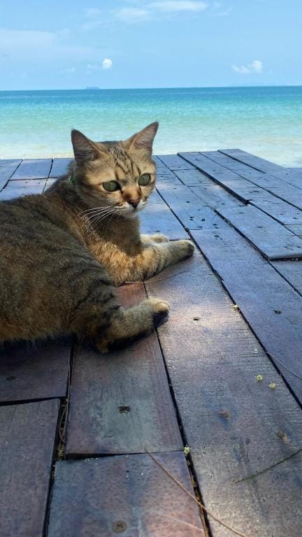 Coconut Lanta Resort @Klong Dow beach — 3